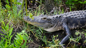 Escursione Everglades con Opzione Tour della Città di Miami