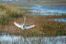 Load image into Gallery viewer, Escursione Everglades con Opzione Tour della Città di Miami